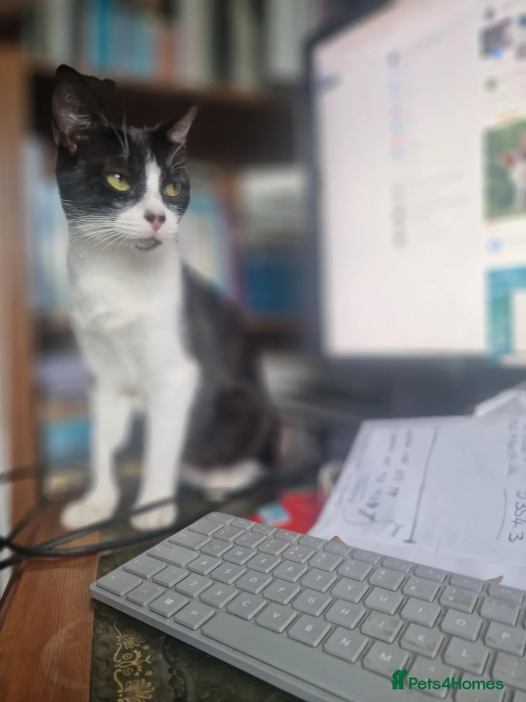 Mixed Breed cats for sale: Kittens Ready Now Longhaired and shorthaired - Advert 15