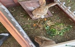 Mixed Breed rabbits for sale: Young rabbit - Advert 7