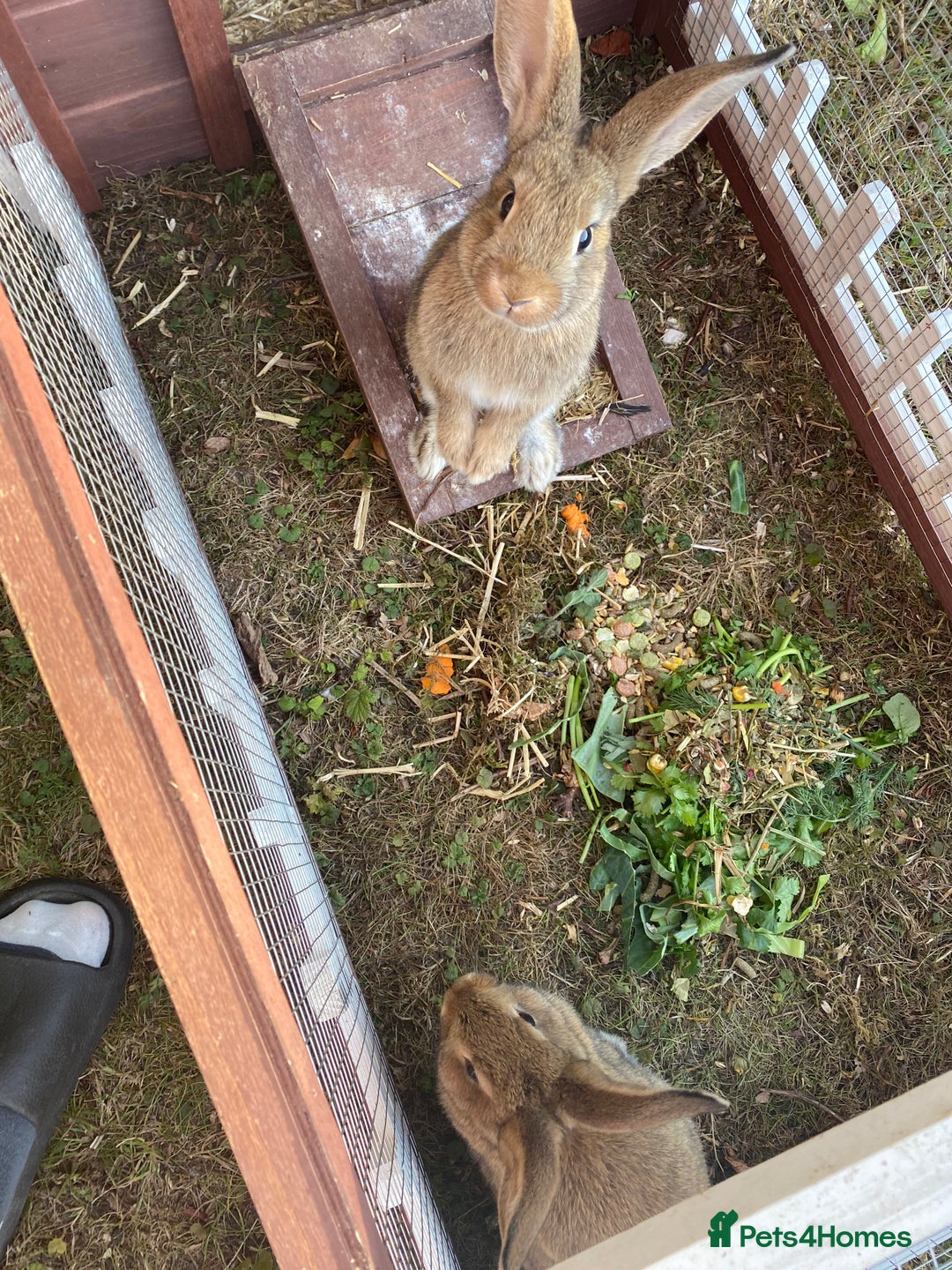 Mixed Breed rabbits for sale: Young rabbit - Advert 7