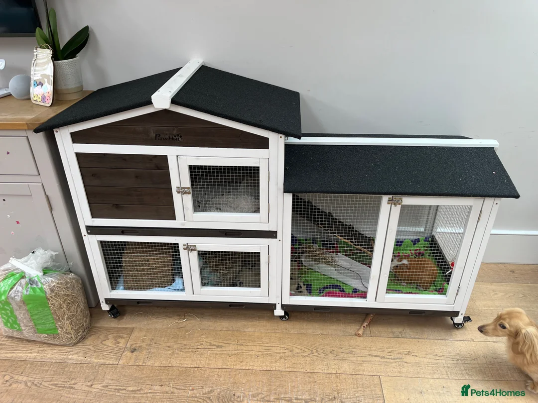 Guinea Pig rodents for sale: 2 gorgeous guinea pigs and home  in London - Advert 3