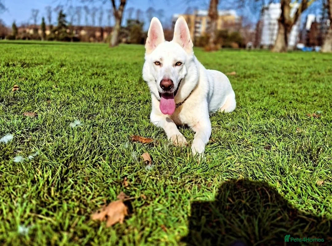 German Shepherd dogs for sale: Beautiful male white german shepherd for sale!! - Advert 2