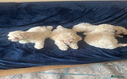 Bichon Frise dogs for sale: 4 adorable bichon puppy’s  - Image 6