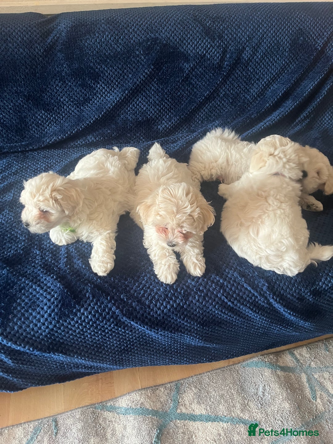 Bichon Frise dogs for sale: 4 adorable bichon puppy’s  - Image 6