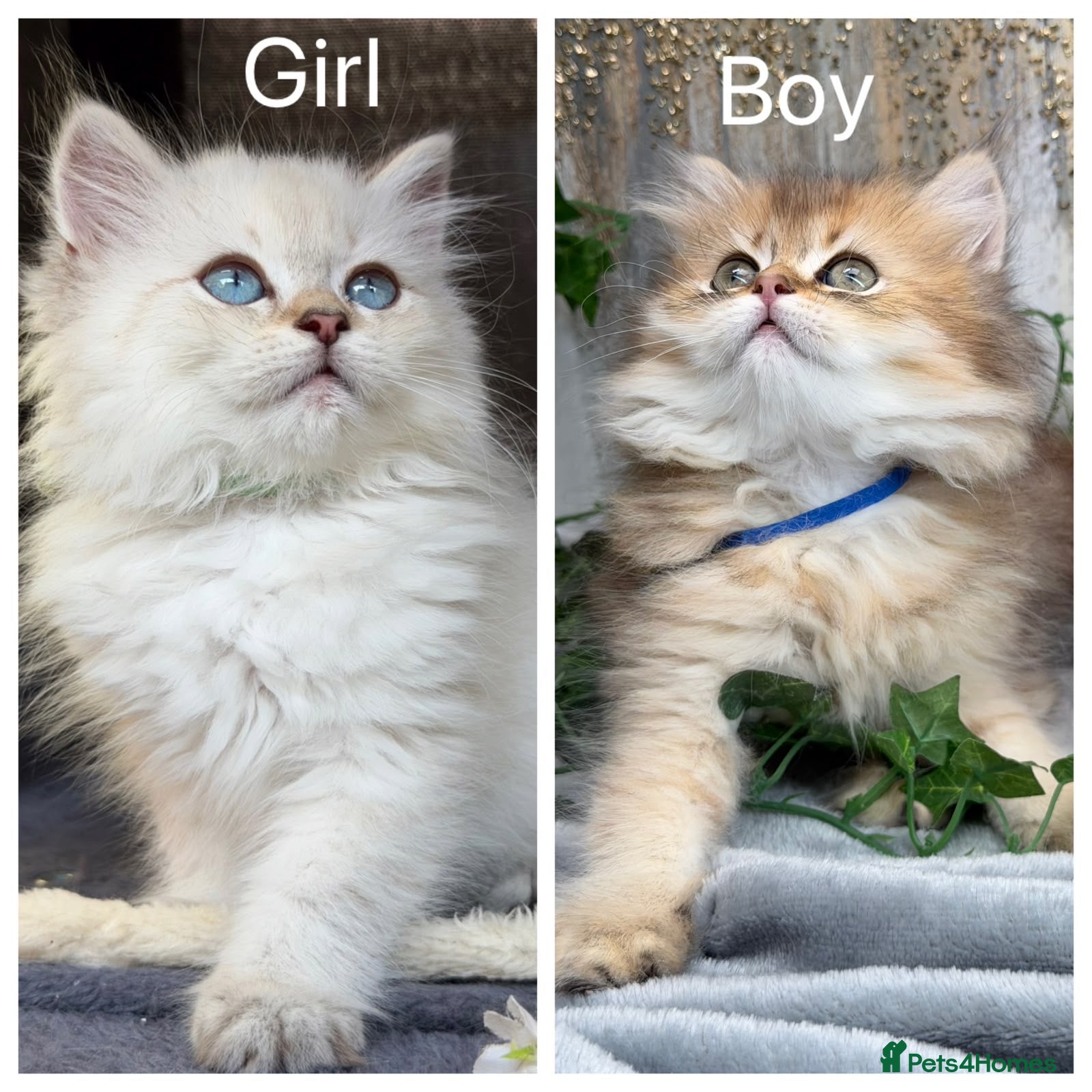 British Longhair cats British Longhair stunning TICA kittens - Advert 2