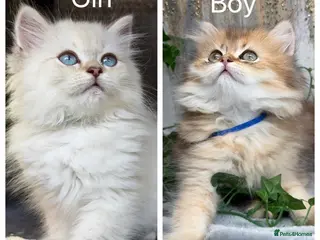 British Longhair cats British Longhair stunning TICA kittens - Advert 1
