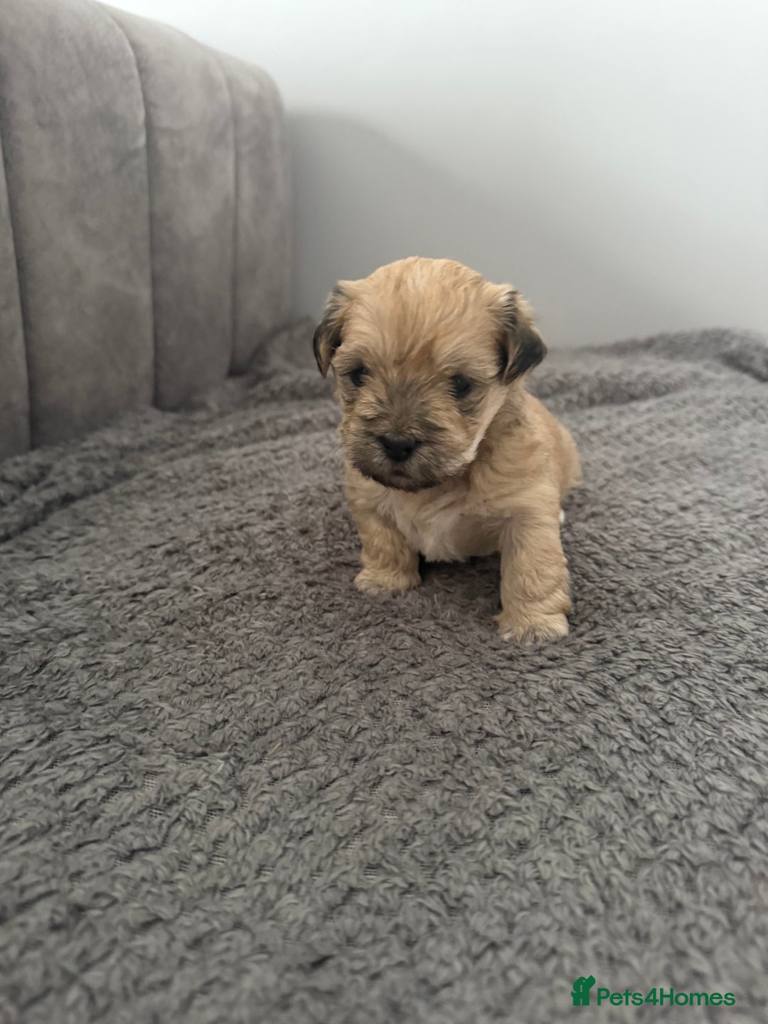 Mixed Breed dogs for sale: Absolutely gorgeous lhatese puppies - Advert 6