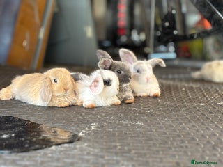 Mixed Breed rabbits - Advert 1
