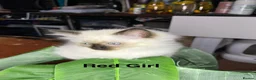 Ragdoll cats for sale: 💖Fabulous Pure Ragdoll Kittens Waiting for Love❤️ - Advert 37