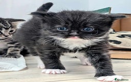 British Longhair cats for sale: British long hair cross  in Leiston - Image 2