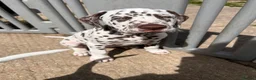 Dalmatian dogs for sale: 4 Girls, 1 Boy KC Dalmatians - ready to leave!  - Advert 4