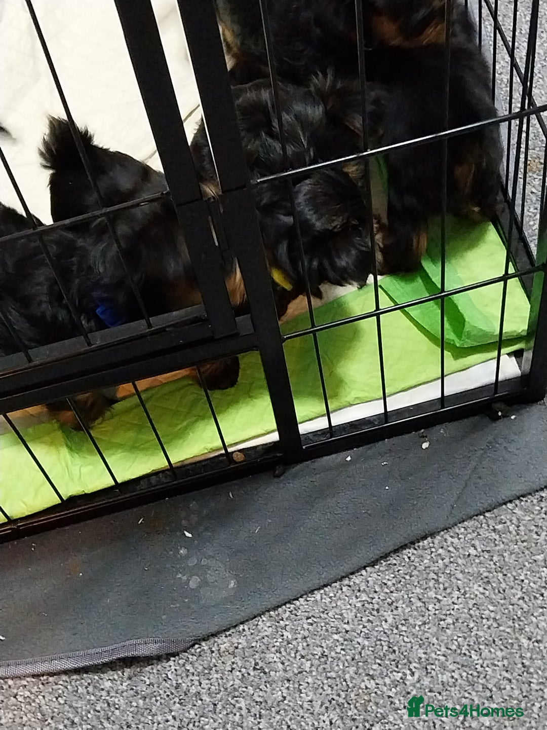 Yorkshire Terrier dogs for sale: Miniature Yorkshire Terrier Puppies  - Advert 21