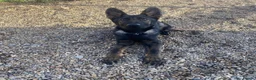 German Shepherd dogs for sale: ALFIE – THE ULTIMATE FAMILY PROTECTOR - Advert 4