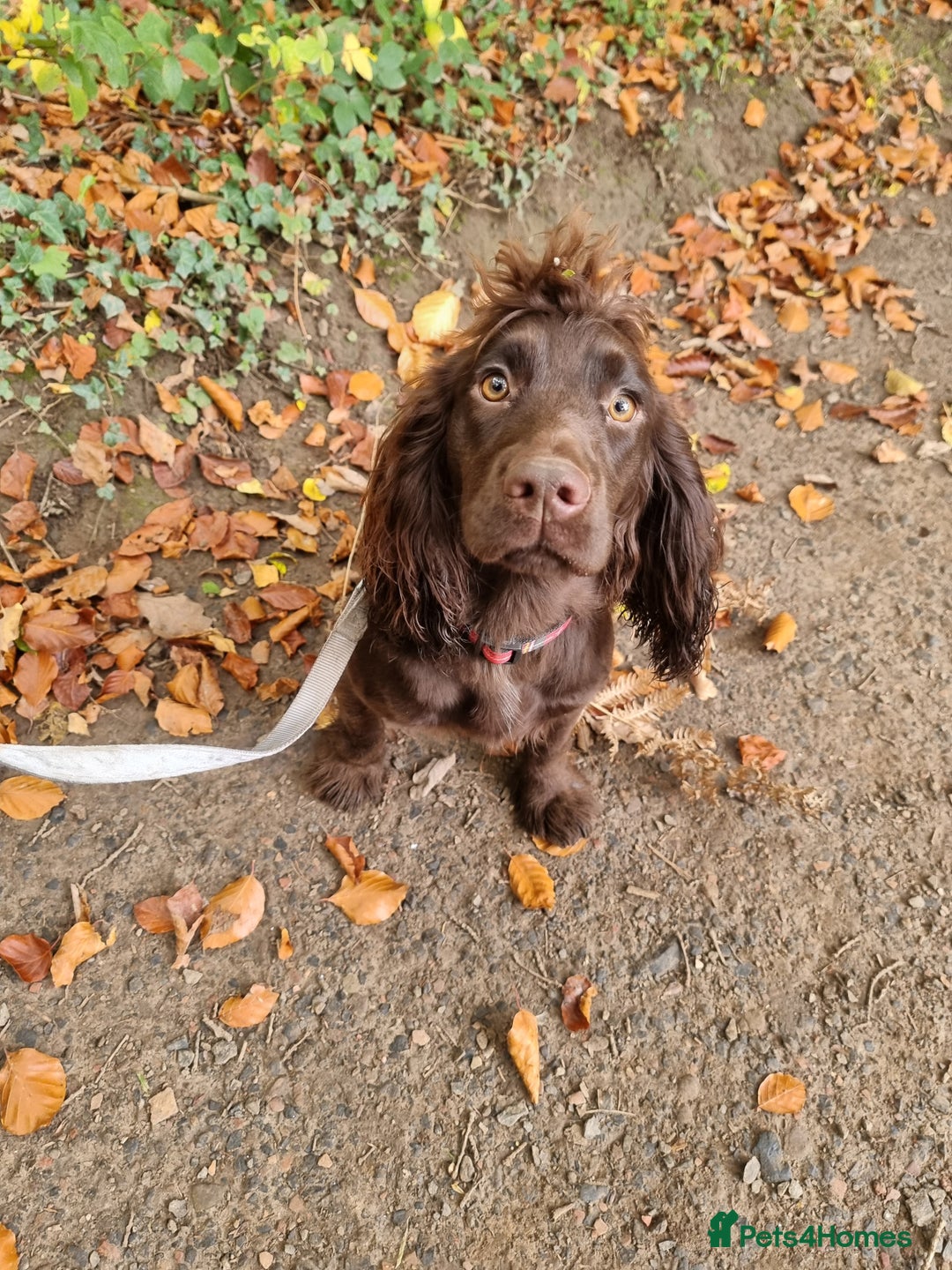 Cocker Spaniel dogs for sale: Kc registered female chocolate cocker spaniel - Advert 7