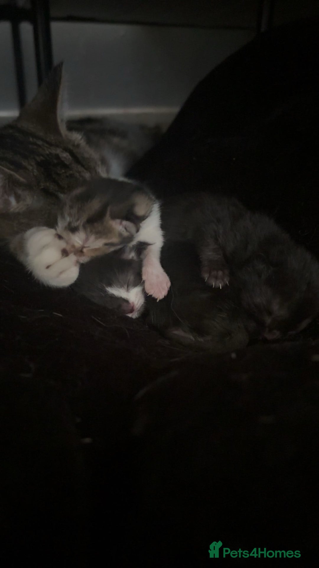 British Shorthair cats for sale: 2 baby girls for sale x - Image 7