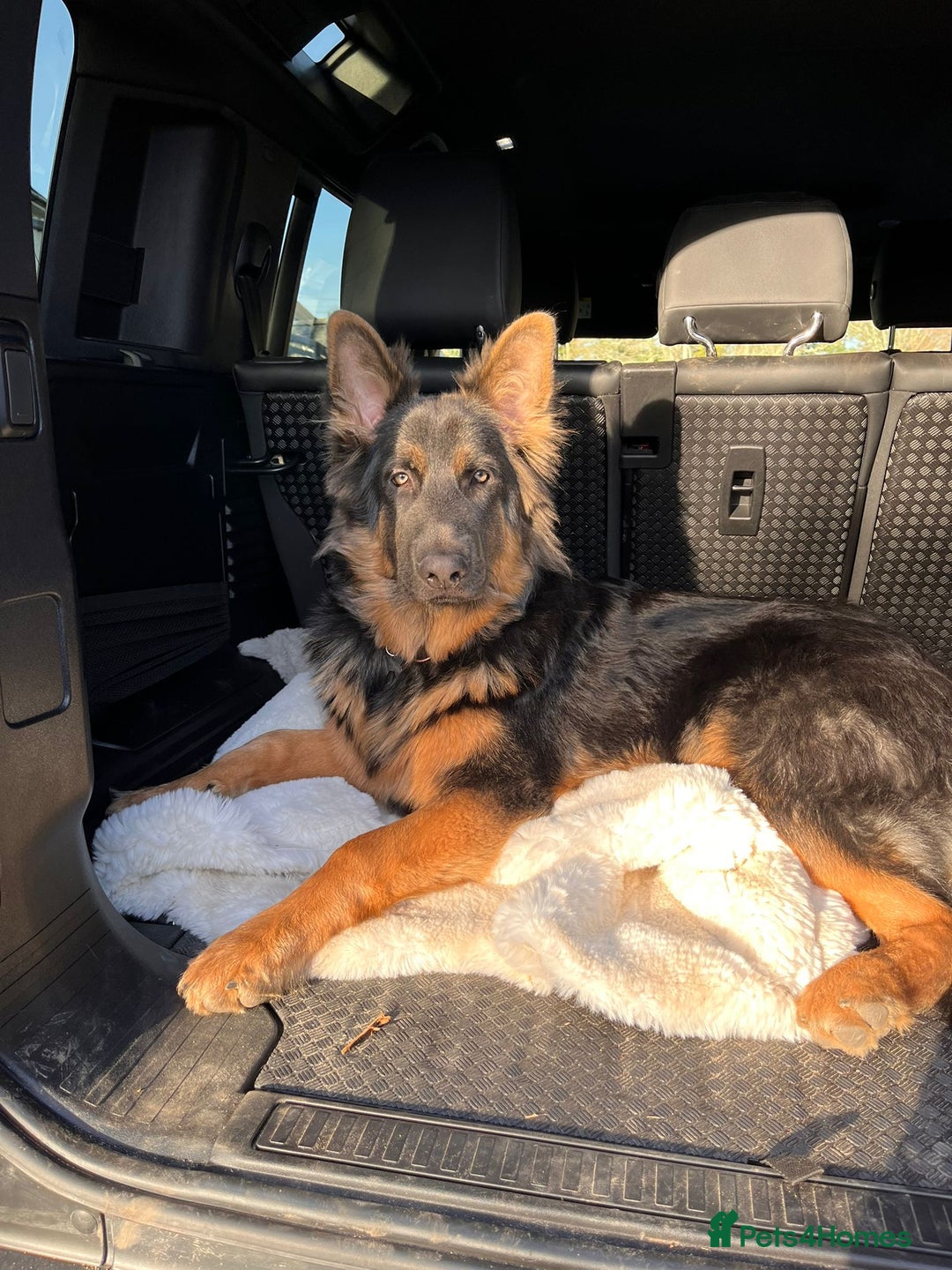 German Shepherd dogs for stud: KC health tested isabella german shepherd for stud - Advert 9