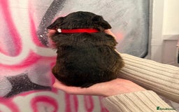 Cockapoo dogs for sale: *STUNNING F1 COCKAPOO PUPPIES* - Advert 12