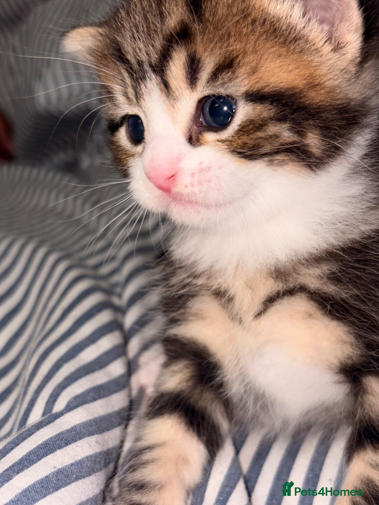 Mixed Breed cats for sale: Kittens for sale. - Advert 8
