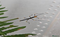 Stick Insects invertebrates for sale: Stick insect nymphs - Image 12