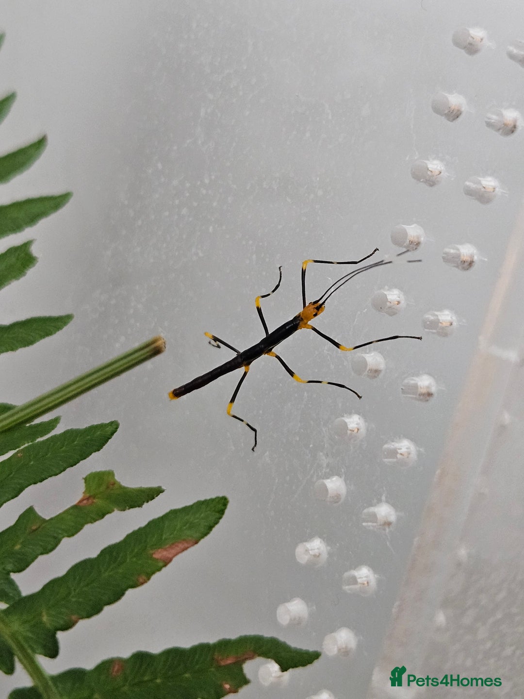 Stick Insects invertebrates for sale: Stick insect nymphs - Image 12