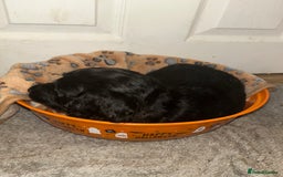 Cockapoo dogs for sale: 💫✨🐶🐾Gorgeous F1B Cockapoos🐾🐶✨💫 - Image 21