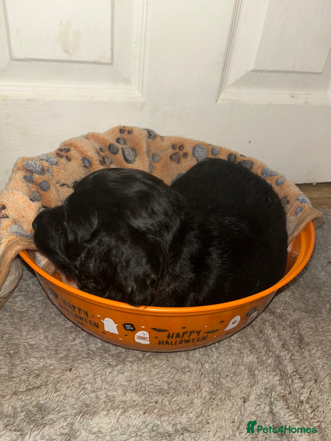 Cockapoo dogs for sale: 💫✨🐶🐾Gorgeous F1B Cockapoos🐾🐶✨💫 - Image 21