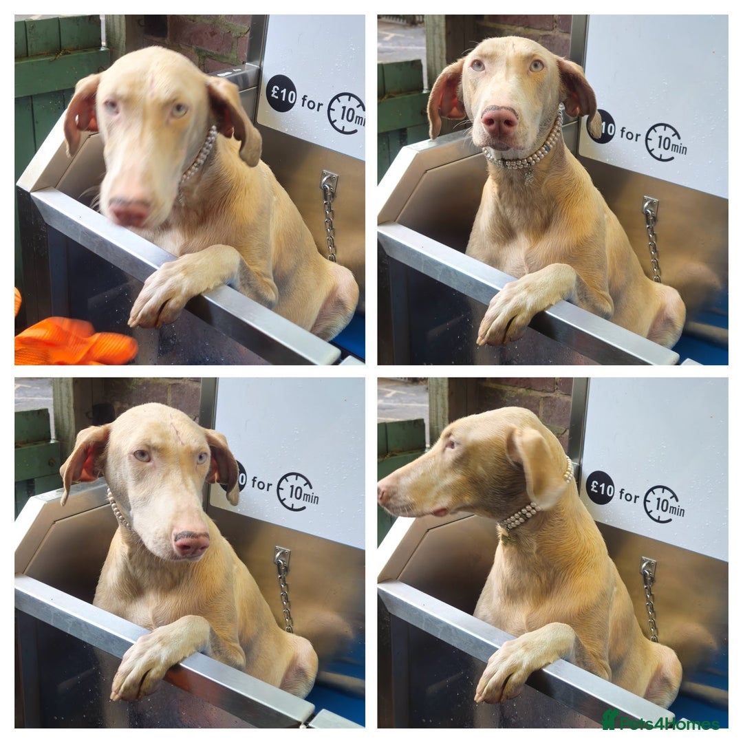 Dobermann dogs for sale: International Champ Bloodlines Pups Ready 25th DEC - Advert 5