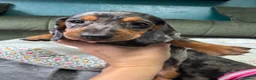 Miniature Dachshund dogs for sale: 6 cute miniature dachshund pupps available  - Advert 6