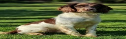 English Springer Spaniel dogs for stud: Springer Dog at Stud  in Alford - Advert 8