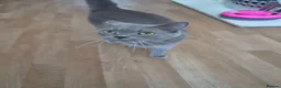 British Shorthair cats for sale: Stunning female british shorthair  - Advert 5