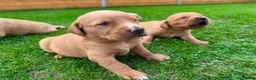 Goldador dogs for sale: Beautiful Golden Goldador Babies 🐾🐾🐾 - Advert 6
