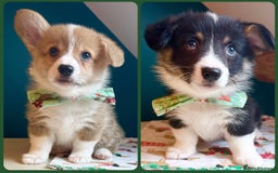 Welsh Corgi Pembroke dogs for sale: KC Pembroke Welsh Corgi boys - Image 1