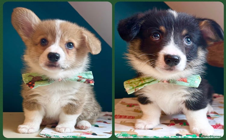 Welsh Corgi Pembroke dogs - Advert 1