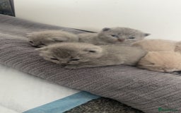 British Shorthair cats for sale: British short hairs - Image 4