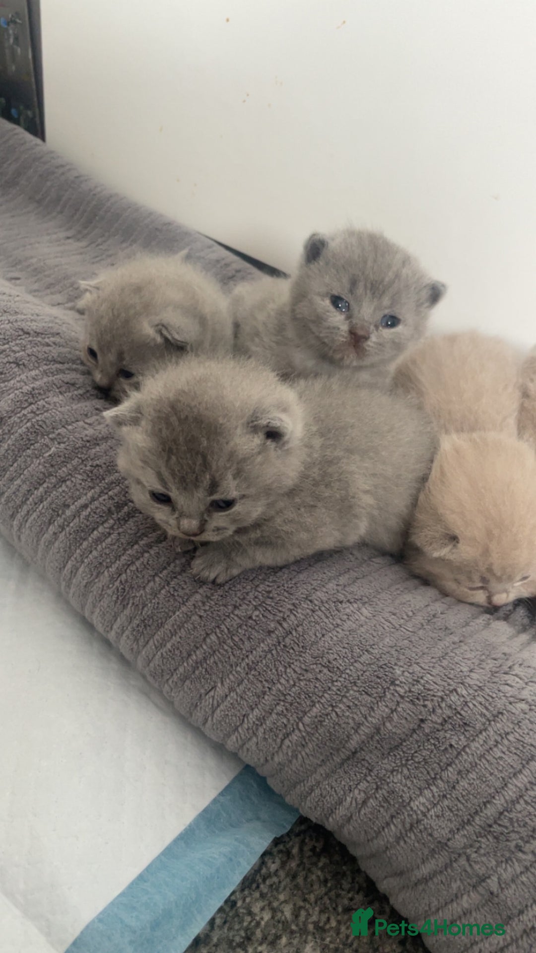British Shorthair cats for sale: British short hairs - Image 4