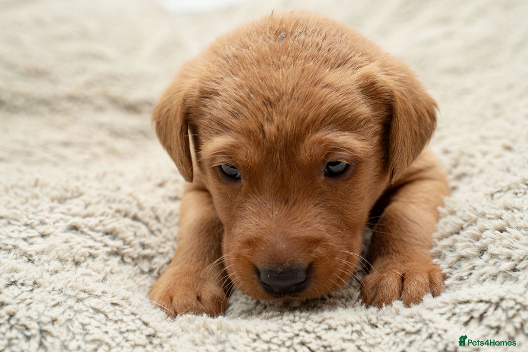 Labrador Retriever dogs for sale: Stunning Fox Red Labrador Puppies For Sale - Image 8