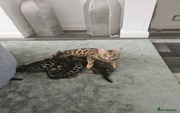 Bengal cats for sale: 3 HIGH QUALITY, PURE BLOODLINE BENGAL KITTENS  - Image 11