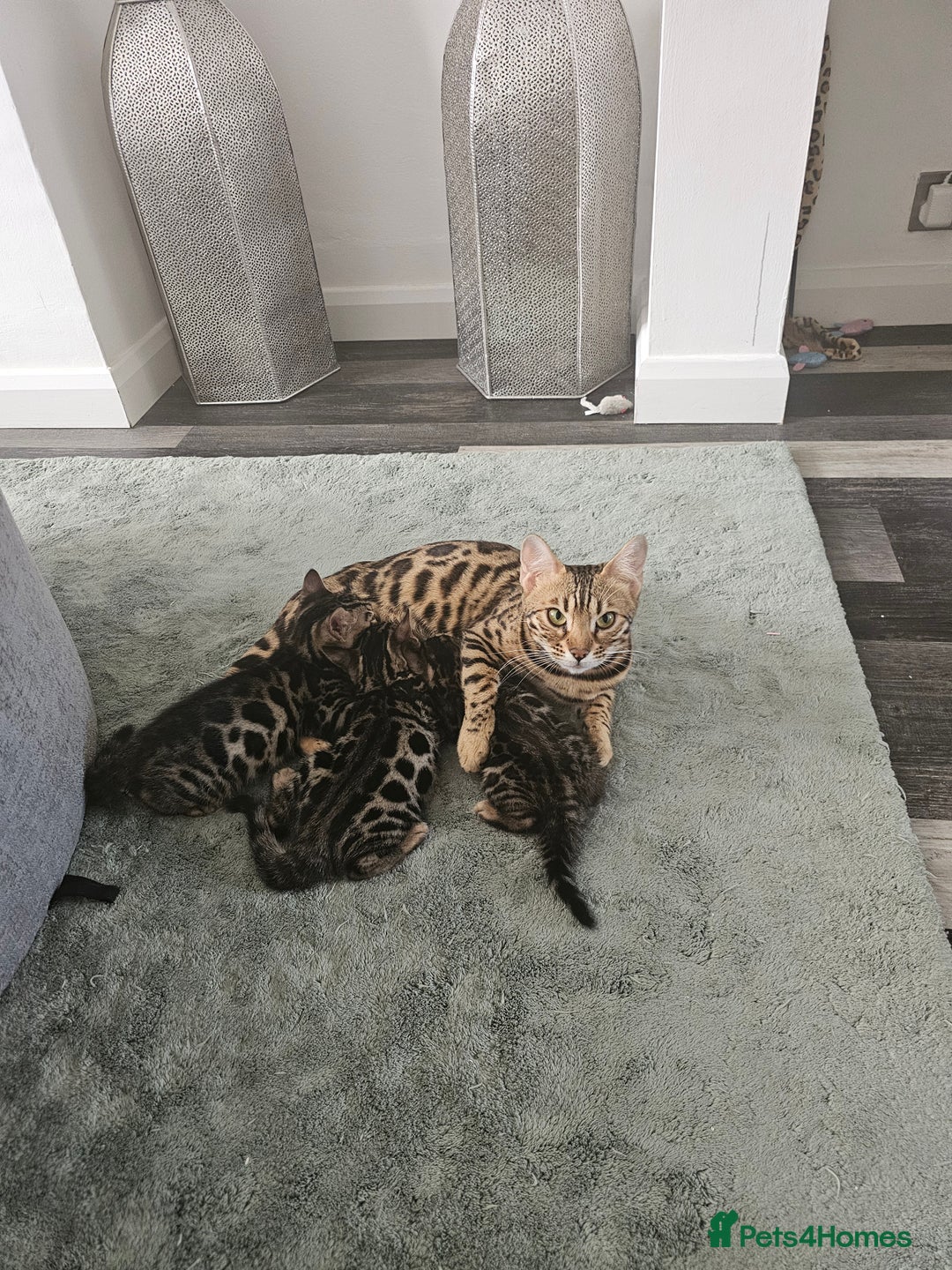 Bengal cats for sale: 3 HIGH QUALITY, PURE BLOODLINE BENGAL KITTENS  - Image 11
