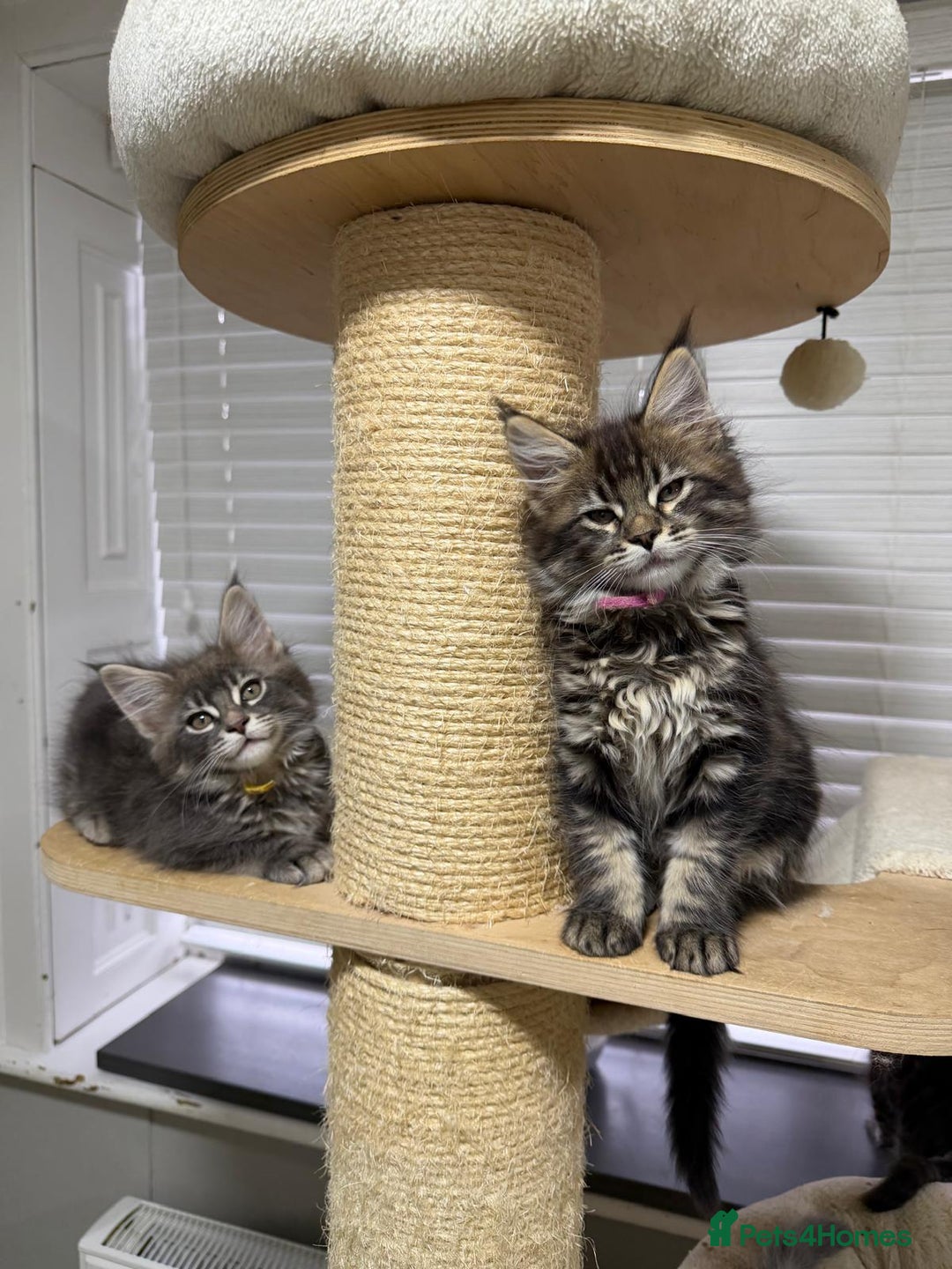 Maine Coon cats for sale: Beautiful friendly Maine Coon cross Kittens  - Advert 17