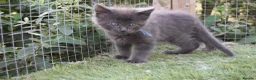 Maine Coon cats for sale: Tica registered DNA tested parents poly Maine Coon - Advert 31