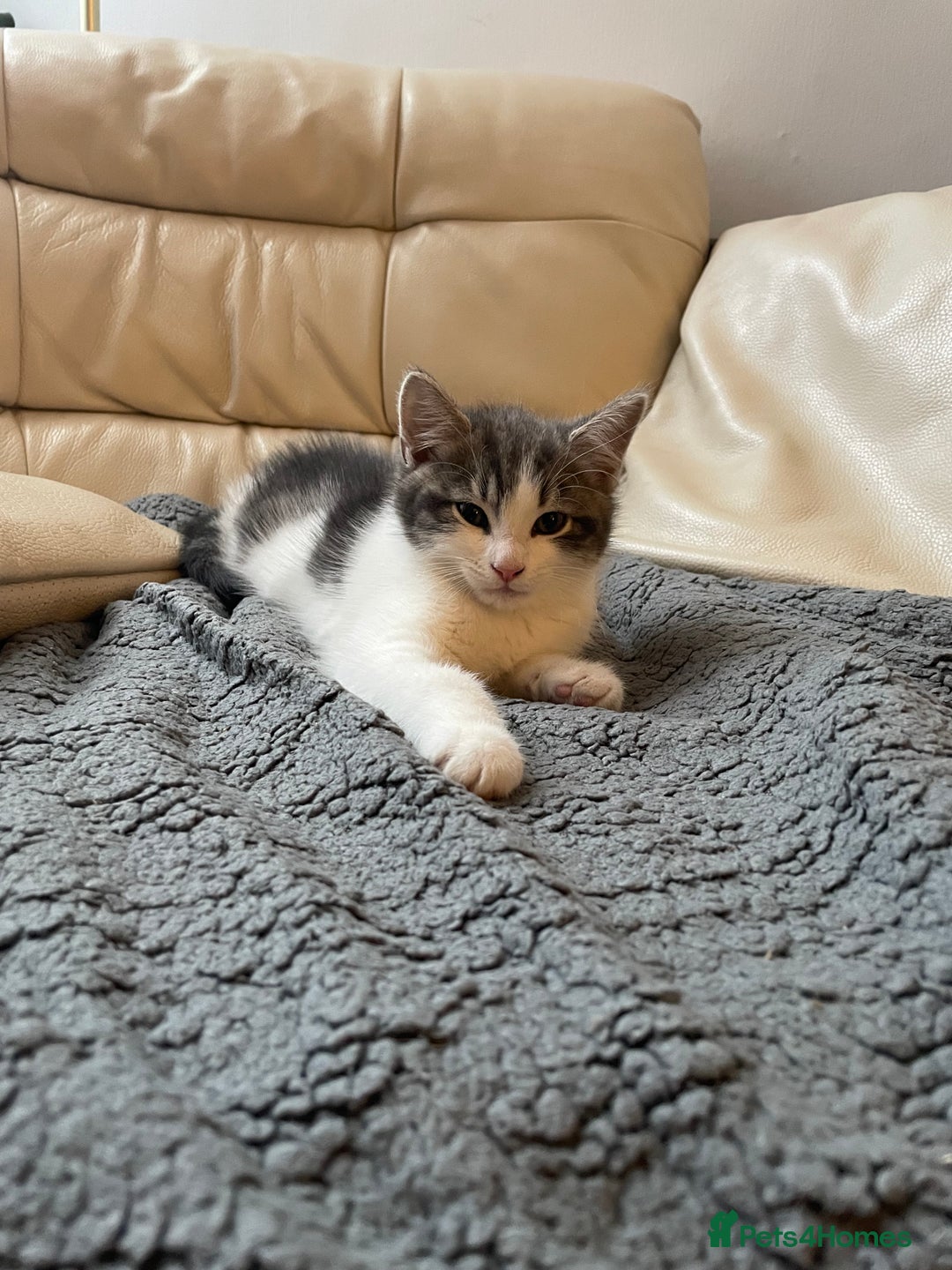Khao Manee cats for sale: Last beautiful male is ready for new home  - Image 11