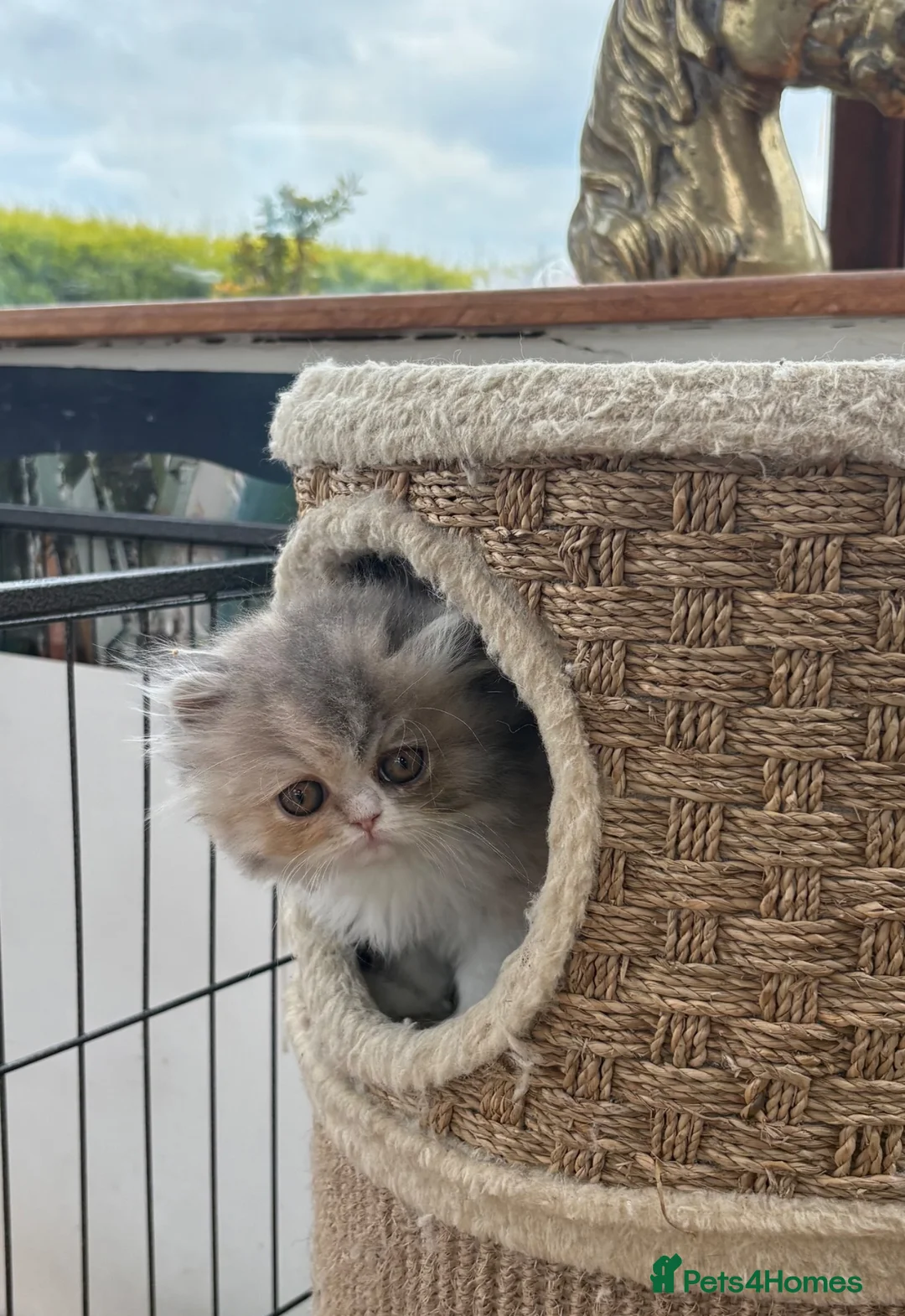 Exotic cats for sale: Exotic kittens two female  - Advert 2