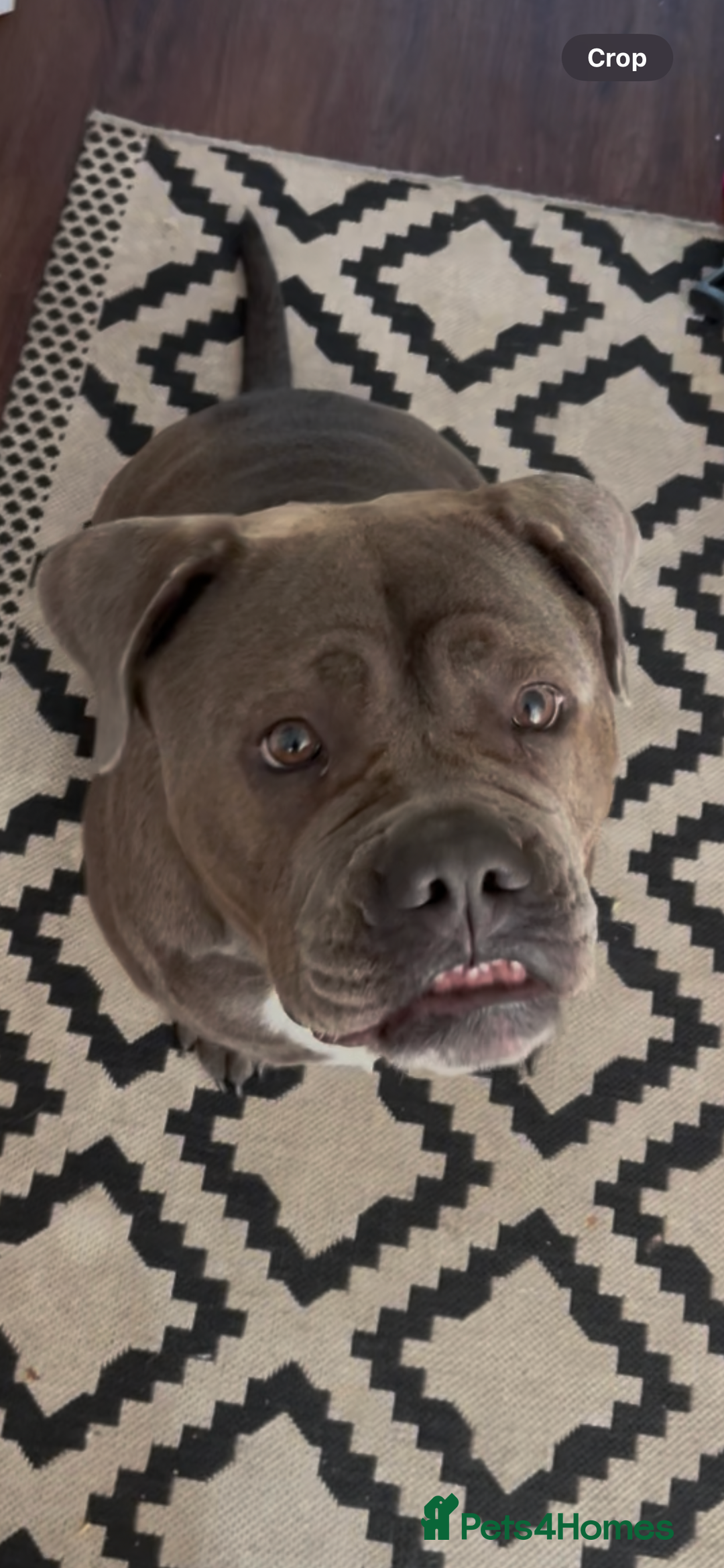 Mixed Breed dogs for sale: Beautiful mixed breed looking for her foreve home. - Image 2