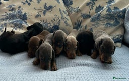 Miniature Dachshund dogs for sale: MINI DAXIS RAINBOW MIX KC REG PRA CLR - Image 1