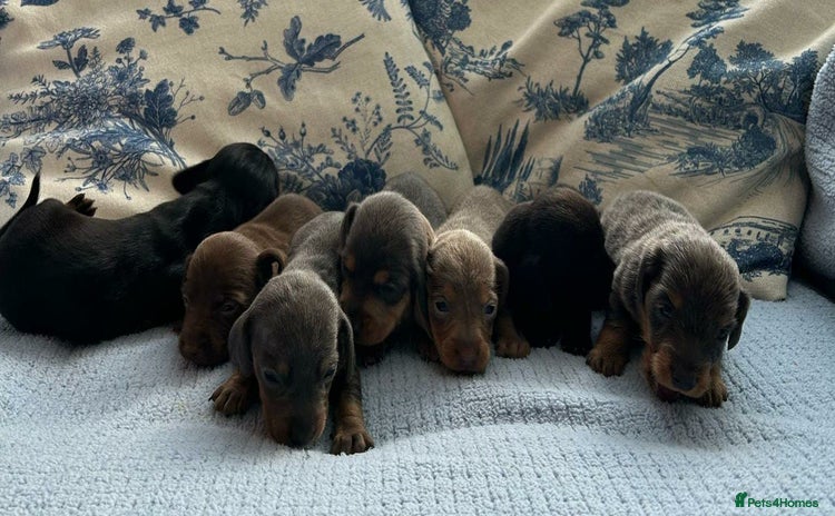 Miniature Dachshund dogs - Advert 15