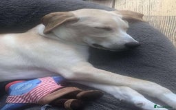 Mixed Breed dogs for adoption: **Meet Otello – The Pup with a Sparkle!** - Image 4