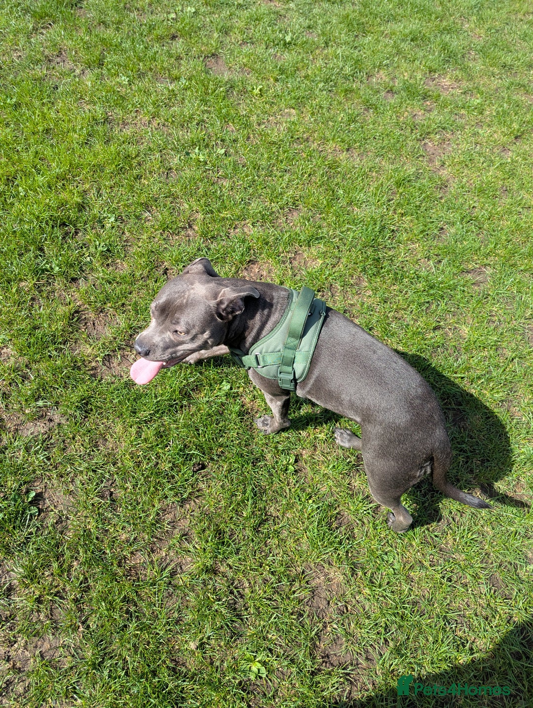 Staffordshire Bull Terrier dogs for sale: Blue female staff for sale  - Image 29