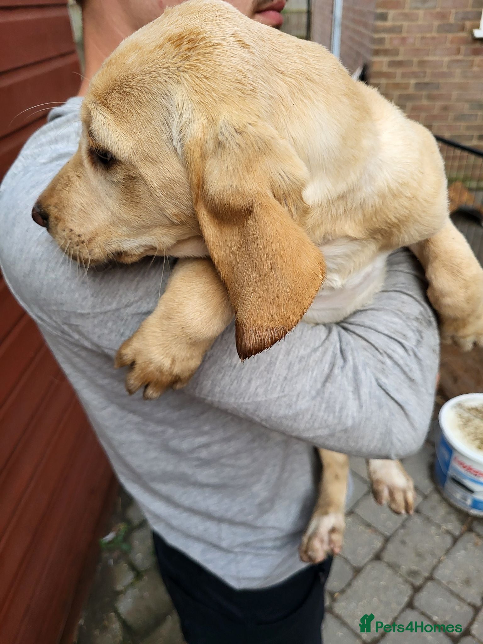 Springador dogs READY NOW Springador pups £850 - Advert 5