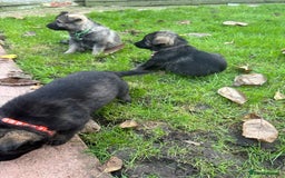 German Shepherd dogs for sale: 10 amazing german shepherd puppies - Advert 23