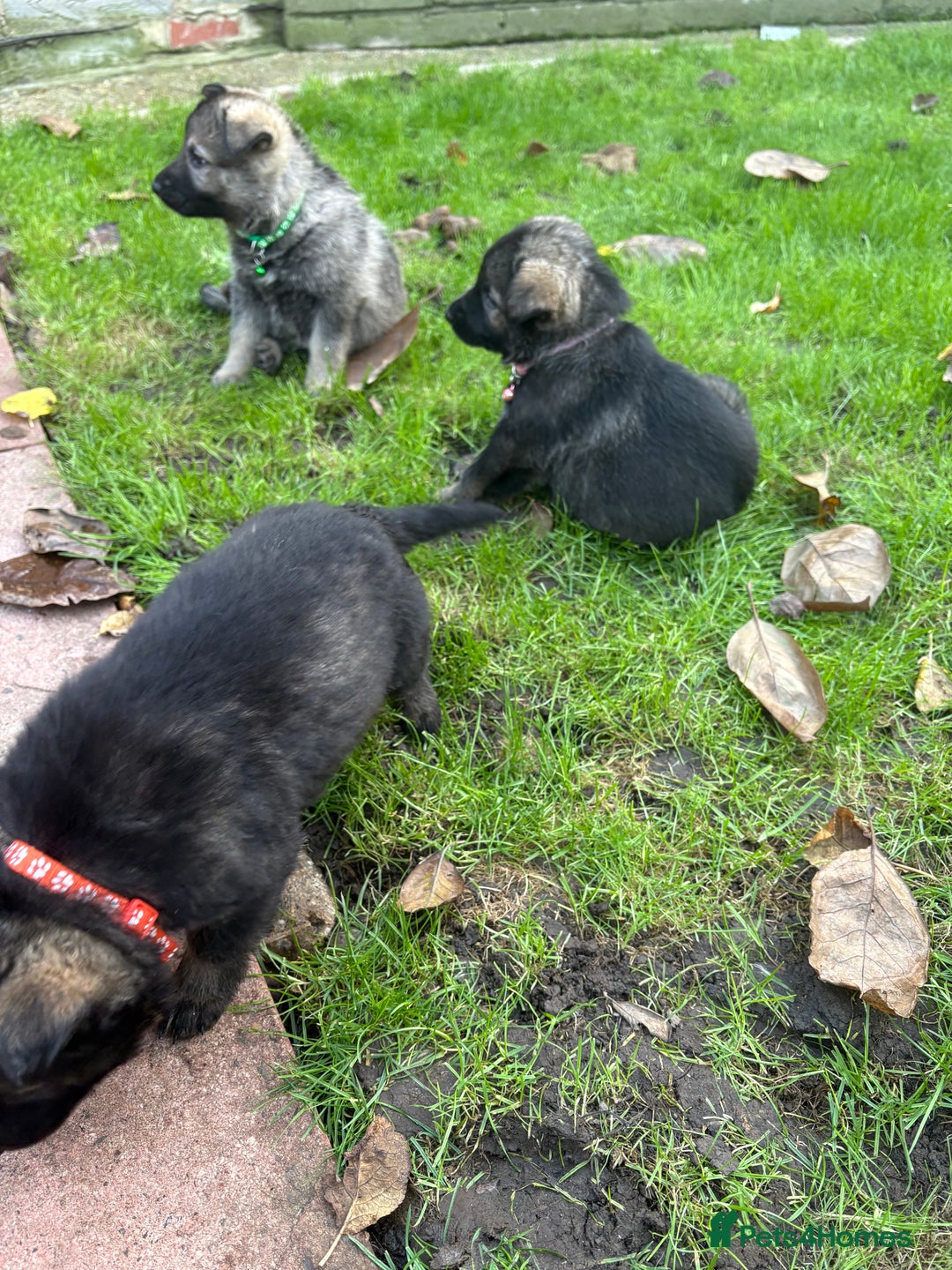German Shepherd dogs for sale: 10 amazing german shepherd puppies - Advert 23