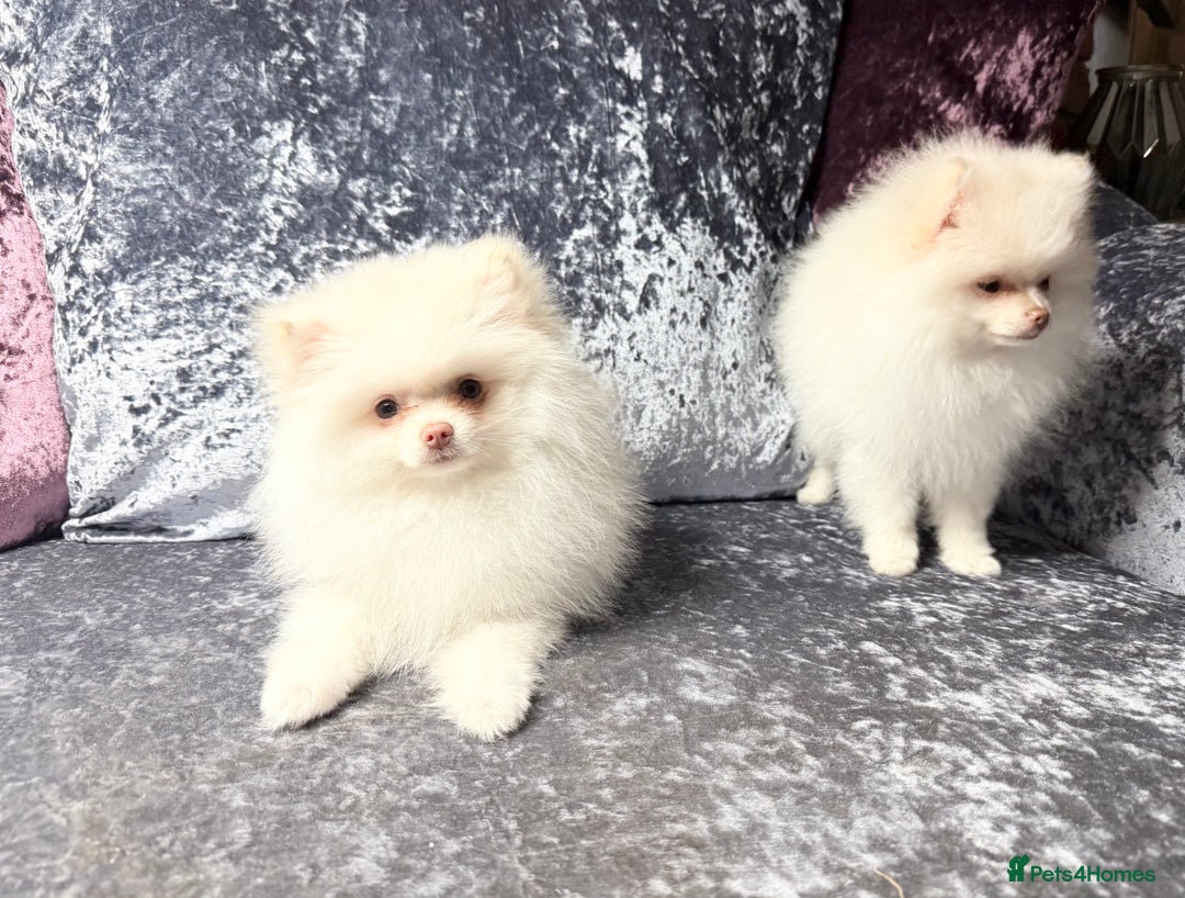 Pomeranian dogs for sale: Pomeranian puppy male - Advert 7